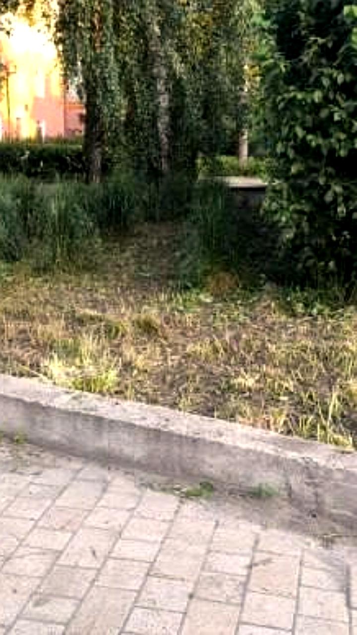 В Томске продолжается высадка цветников на городских клумбах