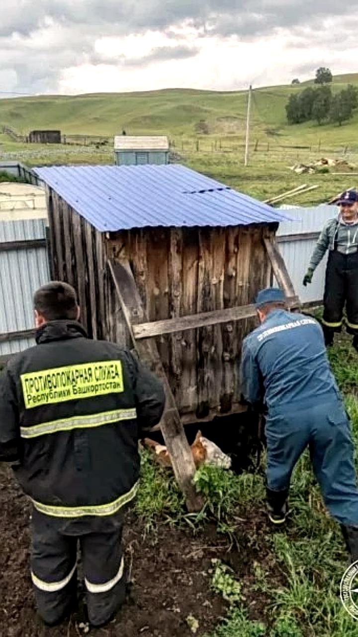 В Башкирии пожарные спасли корову из ямы благодаря внимательной соседке