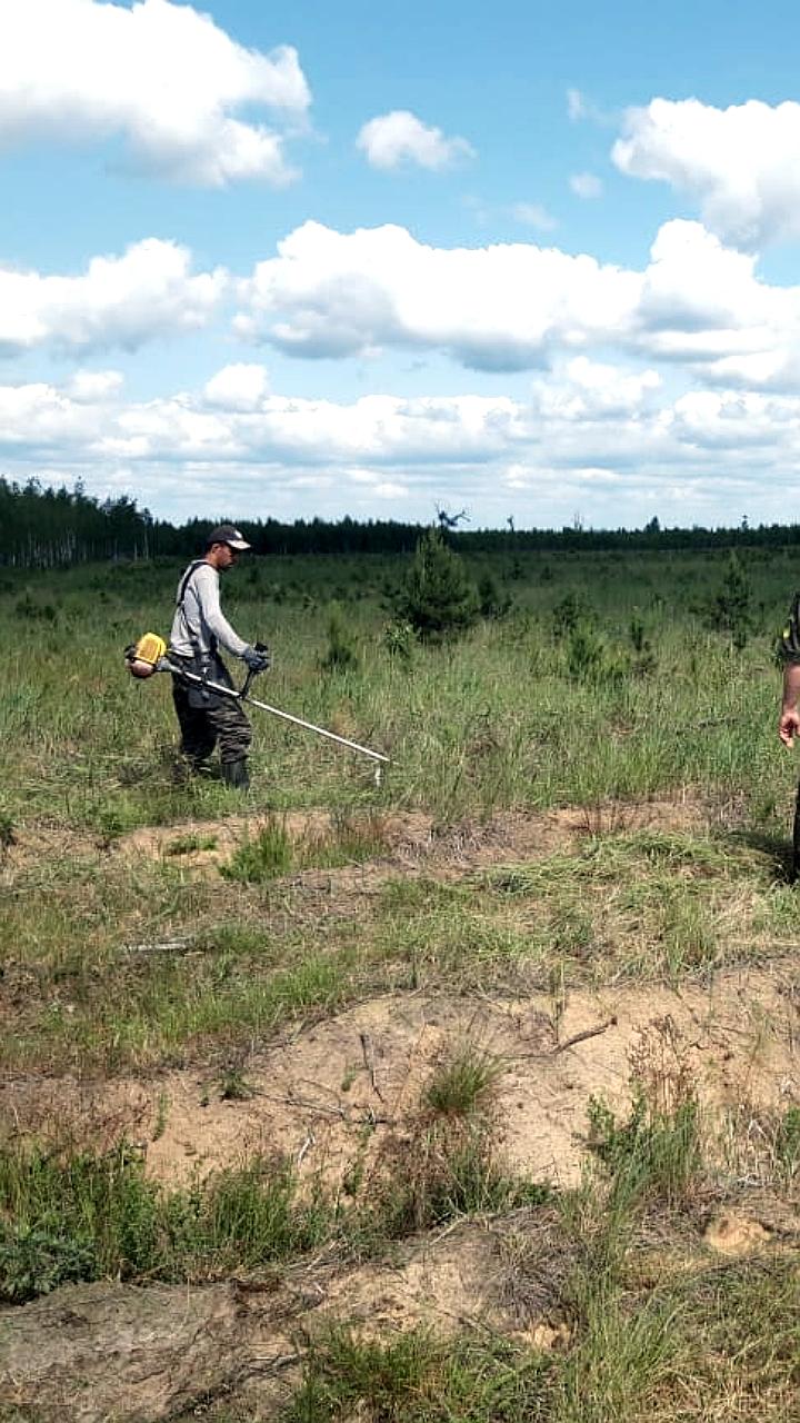 Волонтёты очищают леса в Иркутской области, в то время как в Башкирии начинается вырубка под карьер