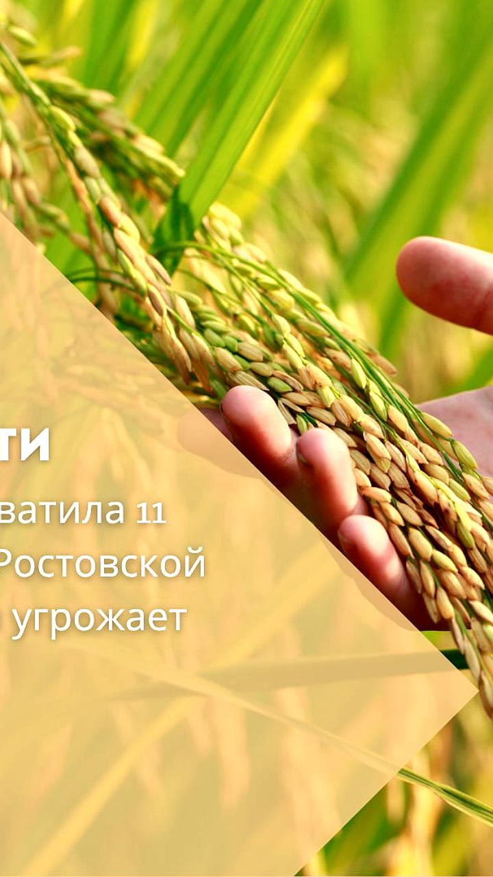 Засуха в Херсонской области приводит к гибели посевов и введению ЧС