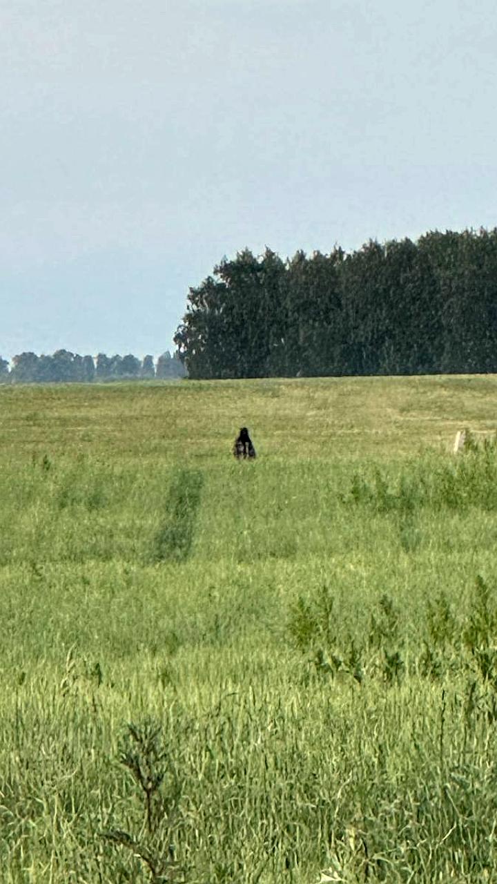 Медведи становятся все ближе к населённым пунктам Сахалина и Бурятии