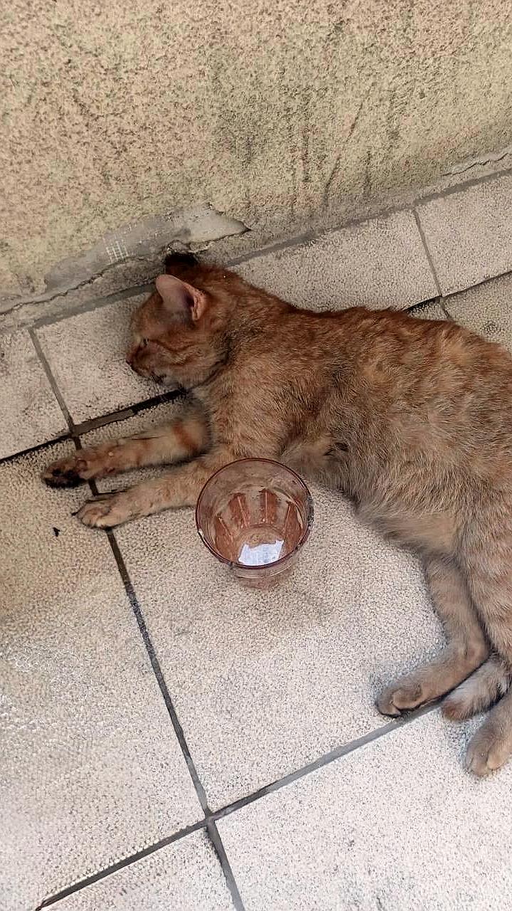 Пожарные спасли кота в Кудрово после инцидента на седьмом этаже