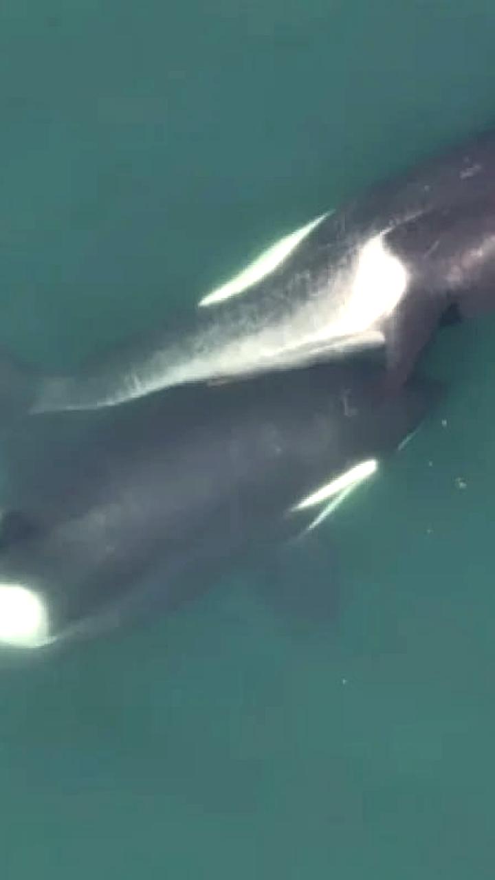 Косатки используют водоросли для ухода друг за другом