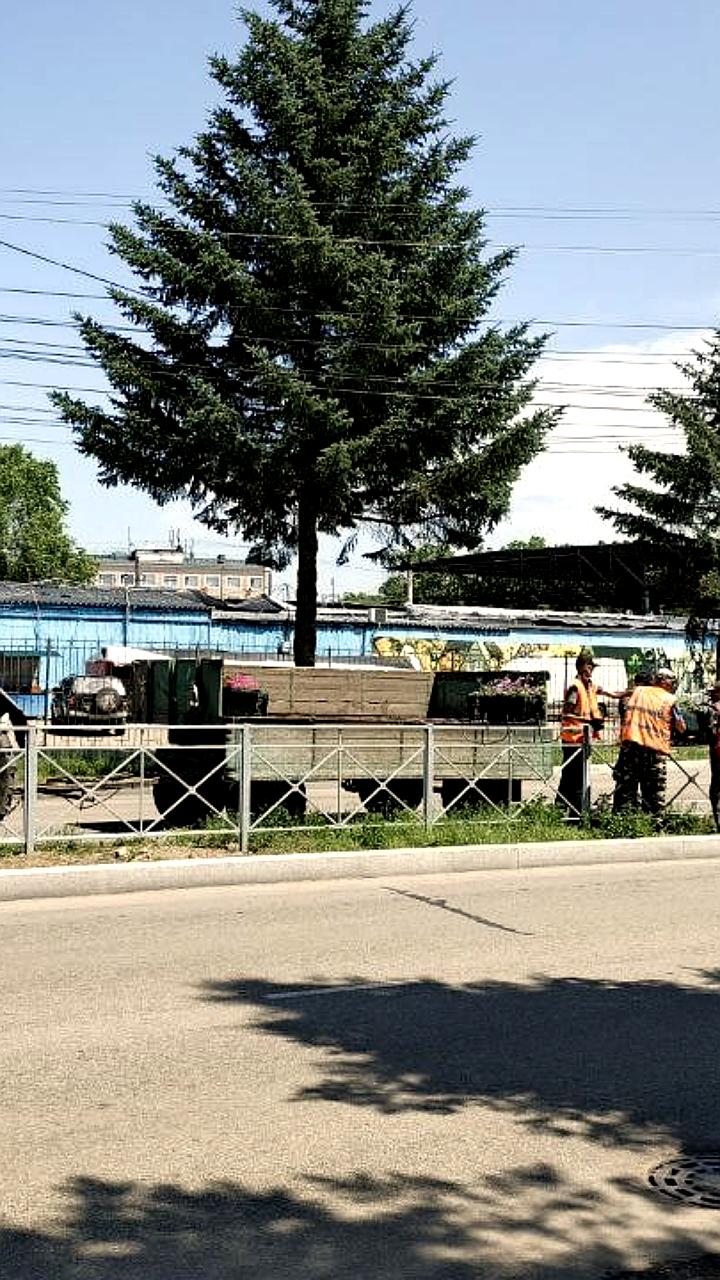 В Симферополе продолжается озеленение: высажено более 70 тысяч цветов
