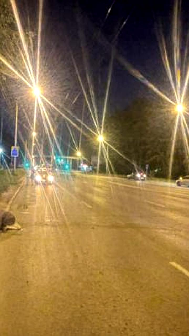 Дорожные происшествия в Томской области: травмы водителя и наезд на лося