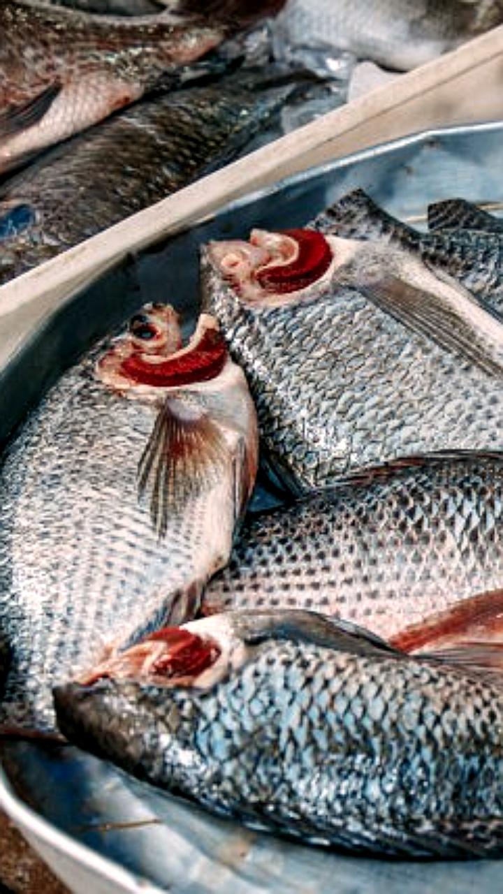 ФАС проверяет 37 рыбодобывающих компаний из-за изменения цен на продукцию