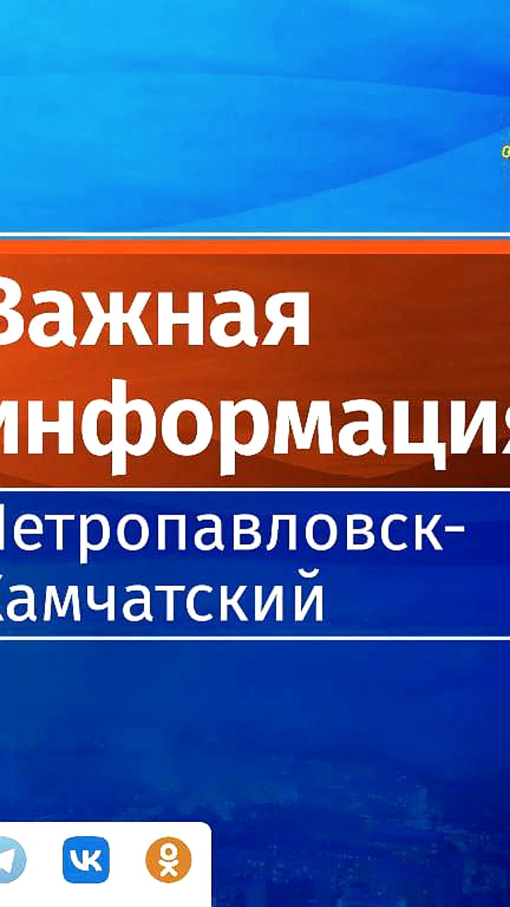 Медведь напал на собаку в Петропавловске-Камчатском, власти предупреждают жителей