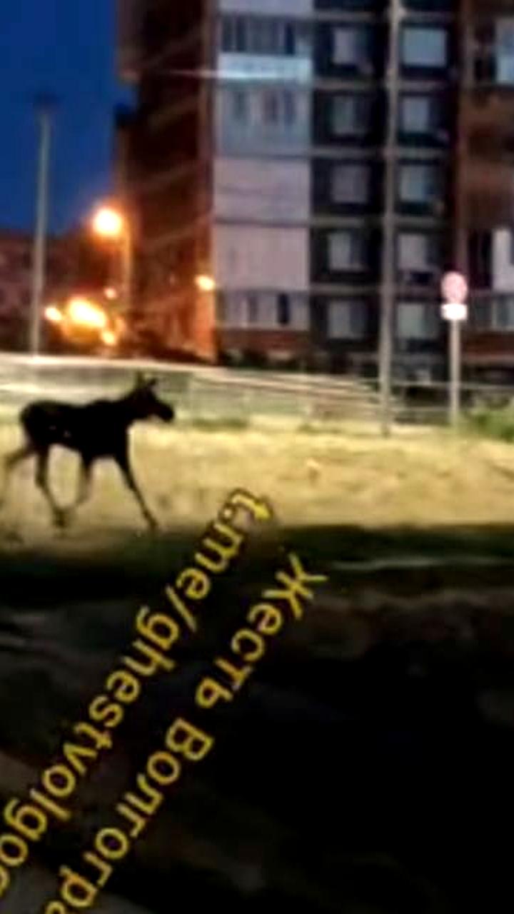 Лось замечен в Кировском районе Волгограда
