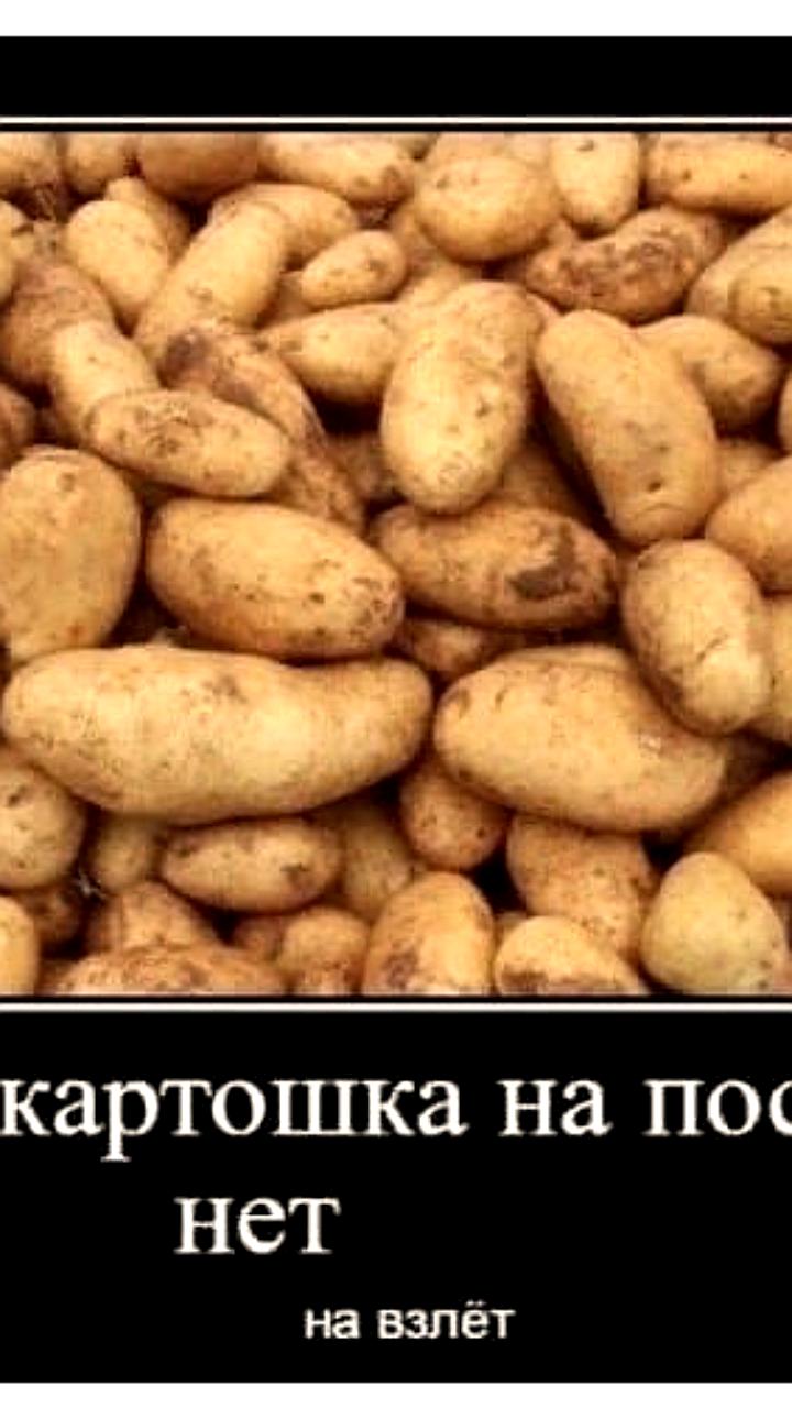 Новая технология РАН позволяет россиянам выращивать картофель на подоконнике