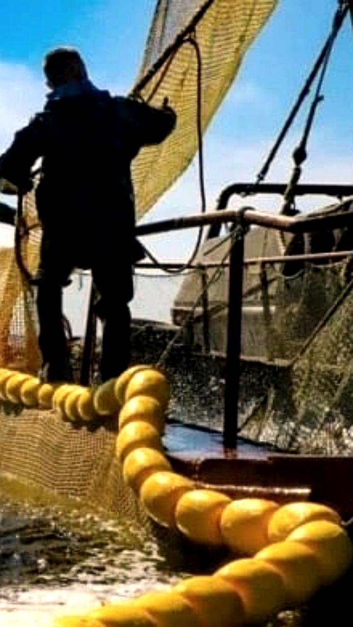 Увеличение улова лососей на Дальнем Востоке требует пересмотра прогнозов