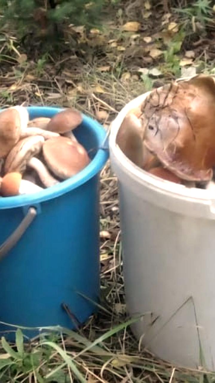 В Новгородской области и Лискинском районе зафиксированы случаи заблуждения людей в лесу