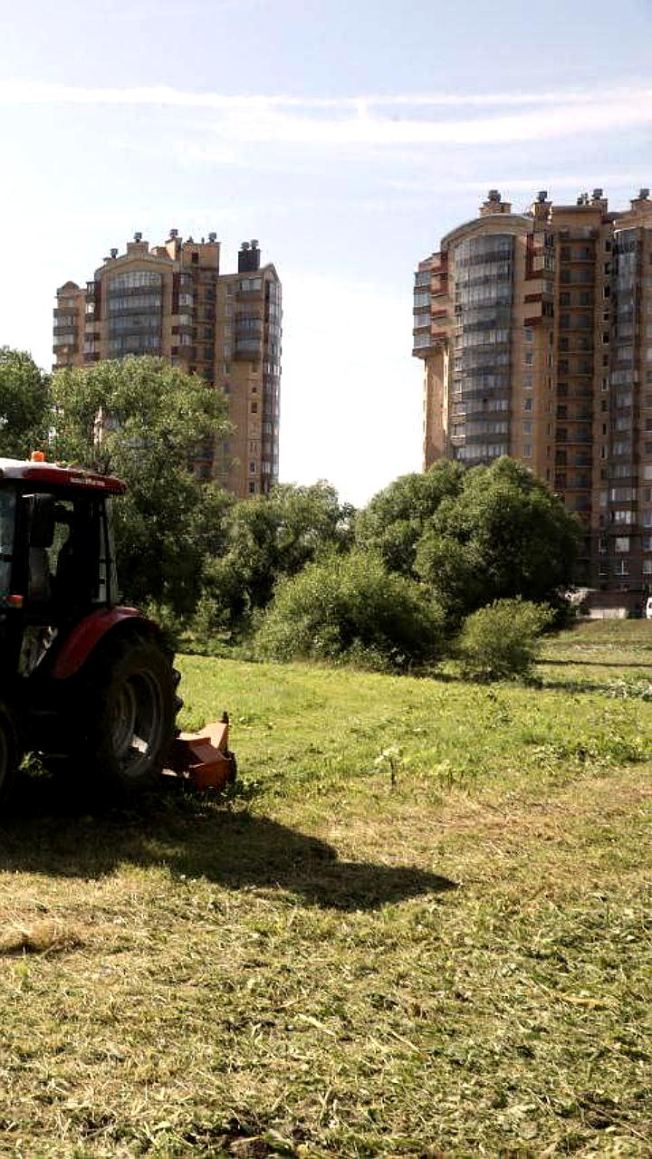 Началась утилизация борщевика в Вологодской области