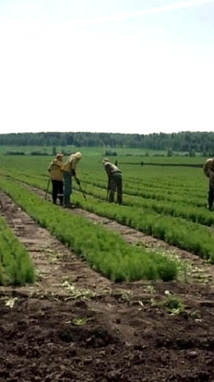 Голышмановское лесничество готовится к высадке 4,5 млн саженцев сосны