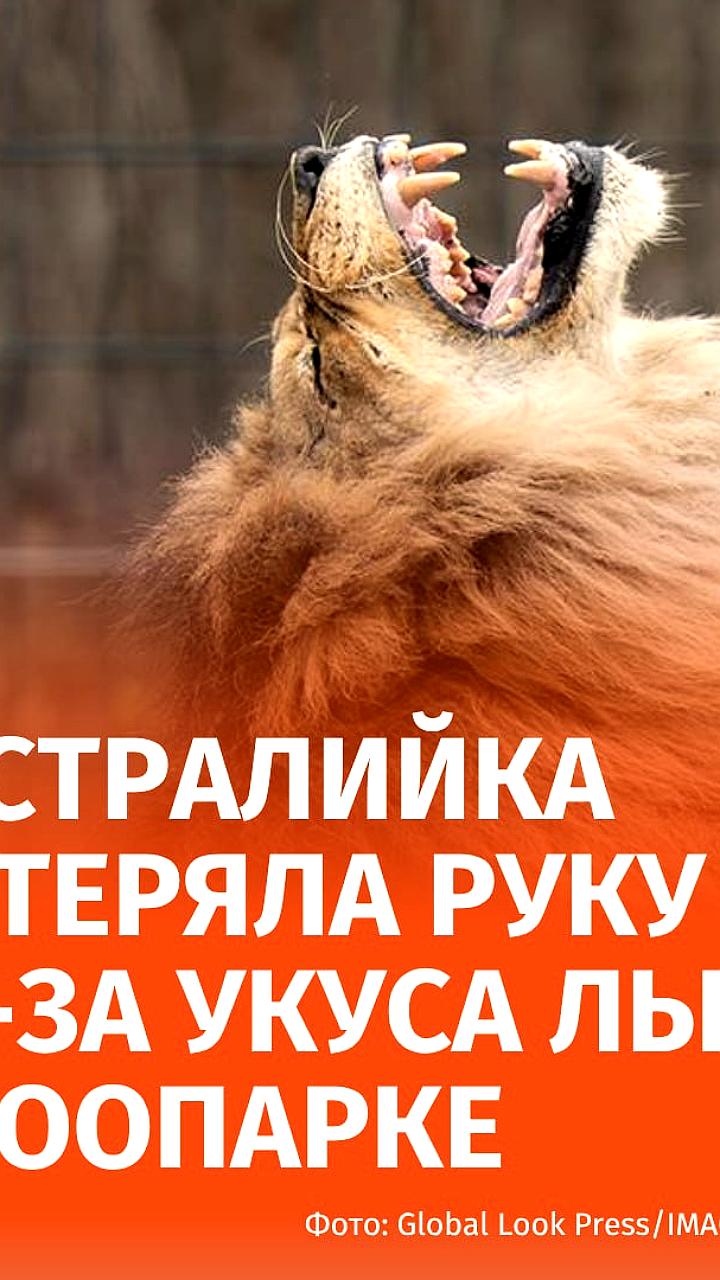 Женщина пострадала от укуса льва в зоопарке Австралии