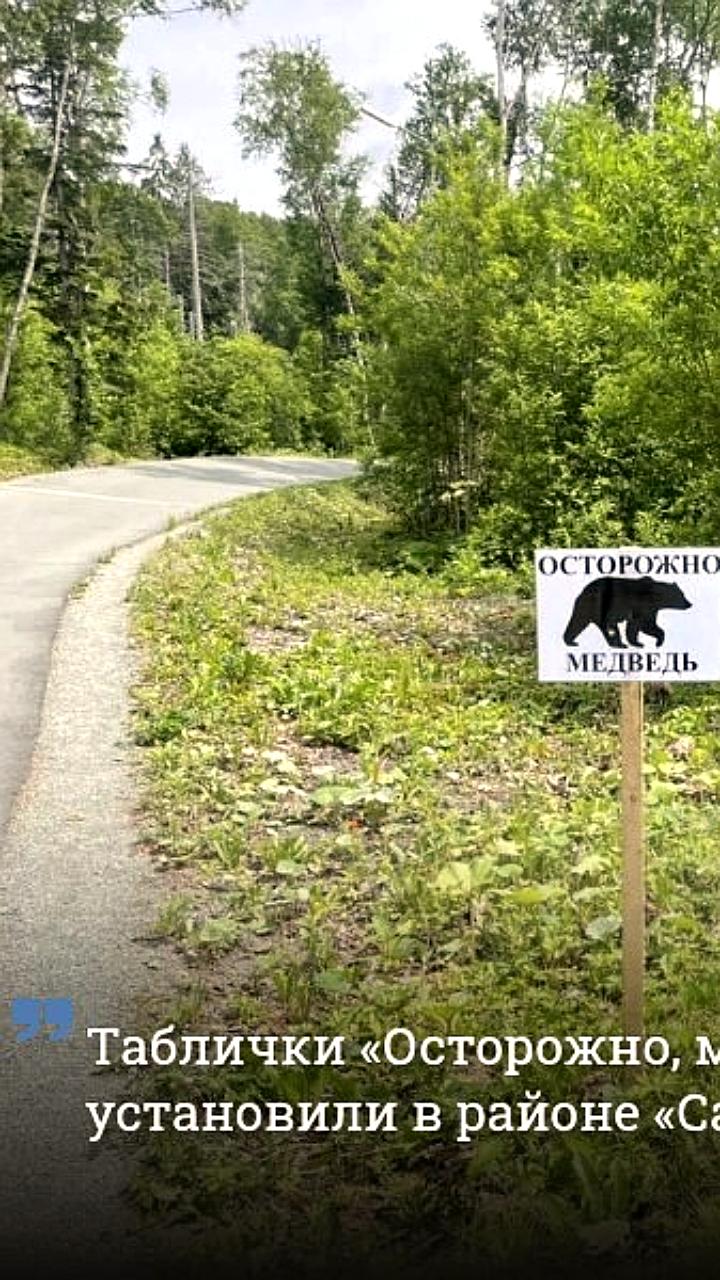 Власти Южно-Сахалинска и Вилючинска усиливают меры безопасности из-за медведей