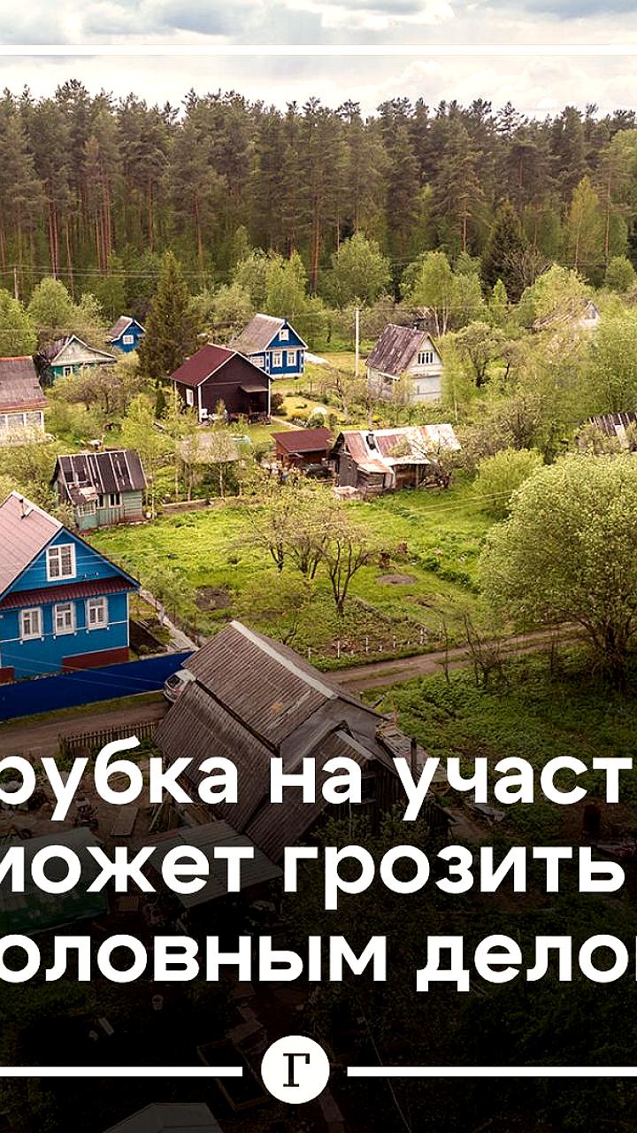 В России вводятся новые штрафы за незаконную вырубку деревьев
