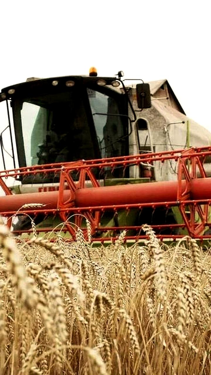 Уборка зерновых в Кировском округе и Кубани: достигнуты высокие урожайности