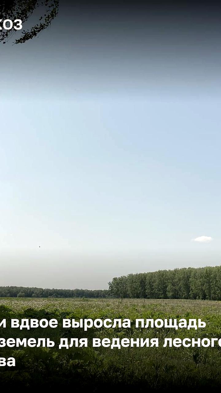 В России вводится аренда лесных участков для обновления данных о лесоустройстве