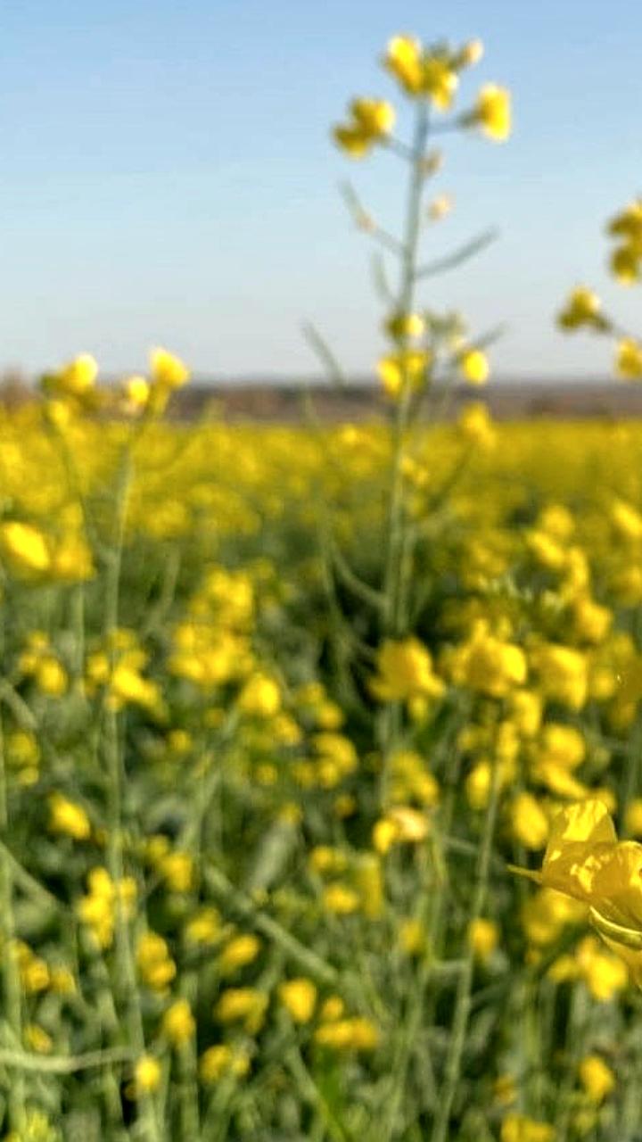 Калужская и Иркутская области увеличивают экспорт сельхозпродукции в 2025 году