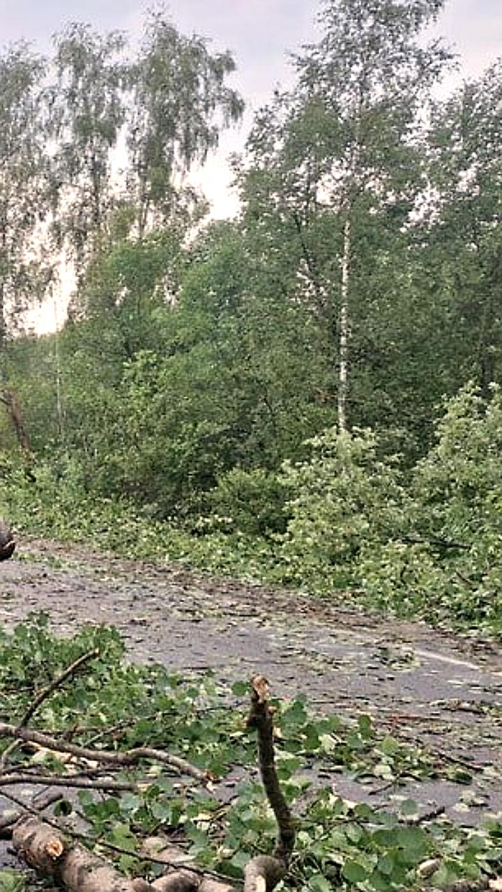 Директор лесхоза осужден за незаконную рубку деревьев на 4,6 млн рублей