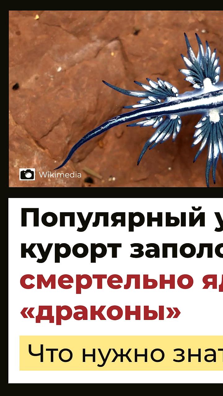 На пляжах Таиланда замечены ядовитые морские моллюски с необычным окрасом