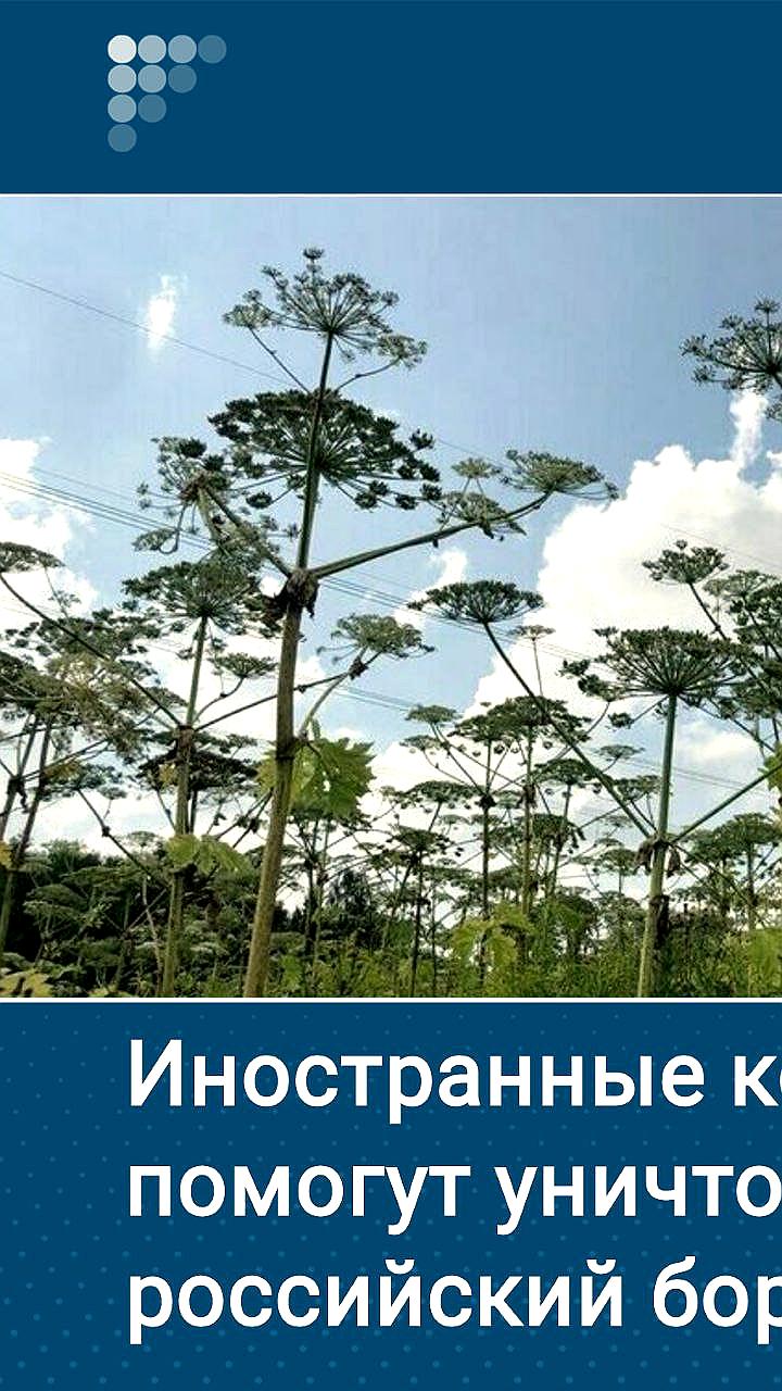 В России продолжается борьба с борщевиком Сосновского: новые методы и меры предосторожности