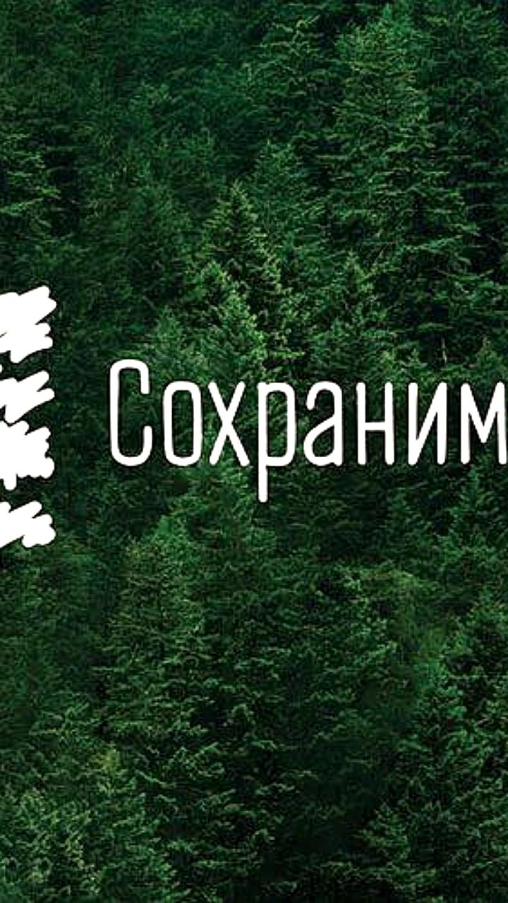 Российские лесопромышленники просят Минпромторг о помощи из-за кризиса в отрасли