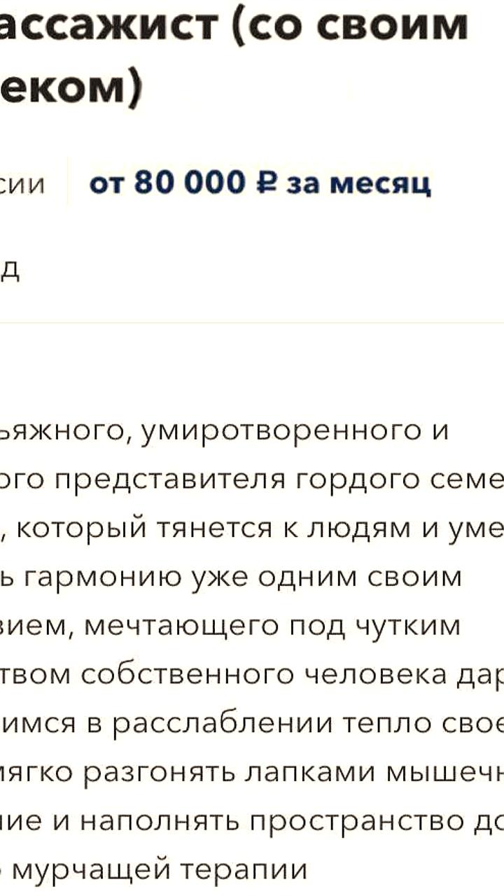 В Москве открыта вакансия для кота-массажиста с зарплатой от 80 тысяч рублей