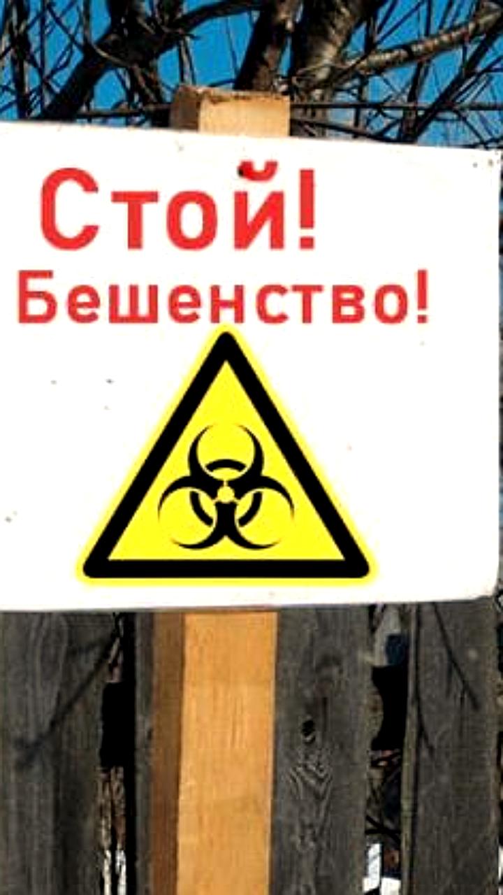 Карантин из-за бешенства введен в Москве и Новосибирской области