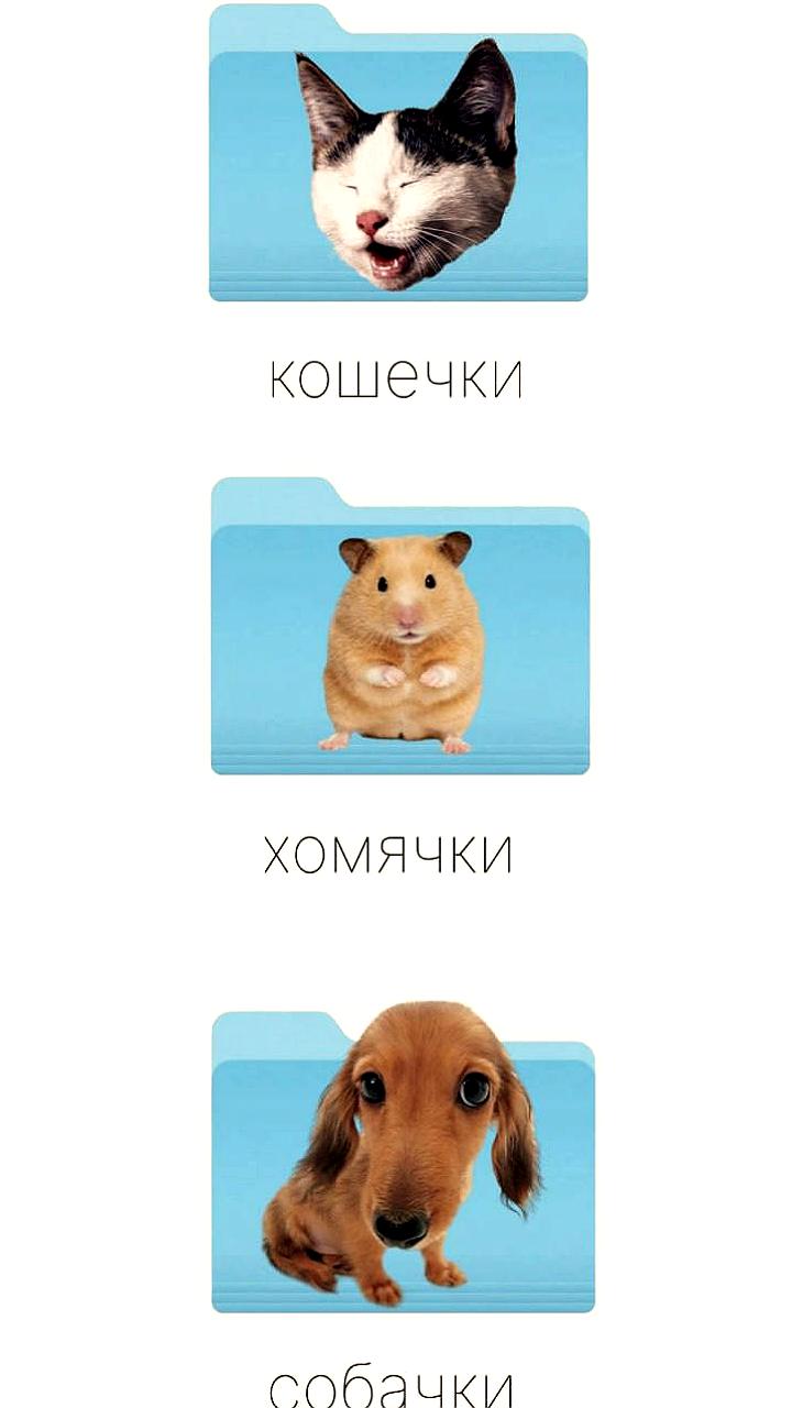 В России запускается платформа ОнлиКэтс для питомцев