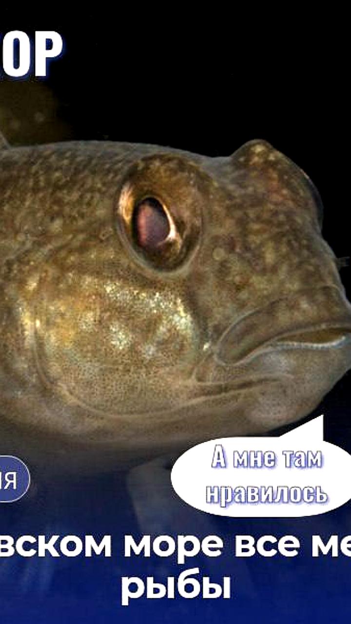 Сокращение популяции бычка в Азовском море связано с чрезмерным выловом