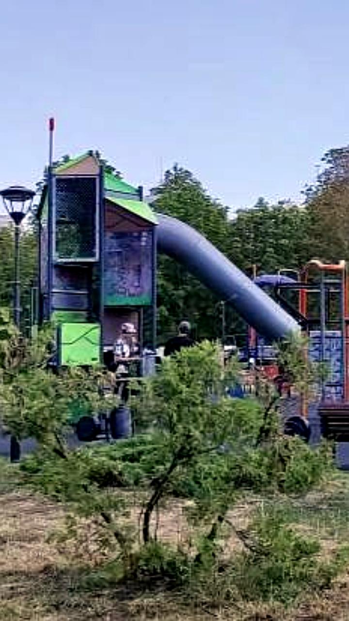 В Саратове высадят новые деревья на площади Кирова после сноса опасных насаждений