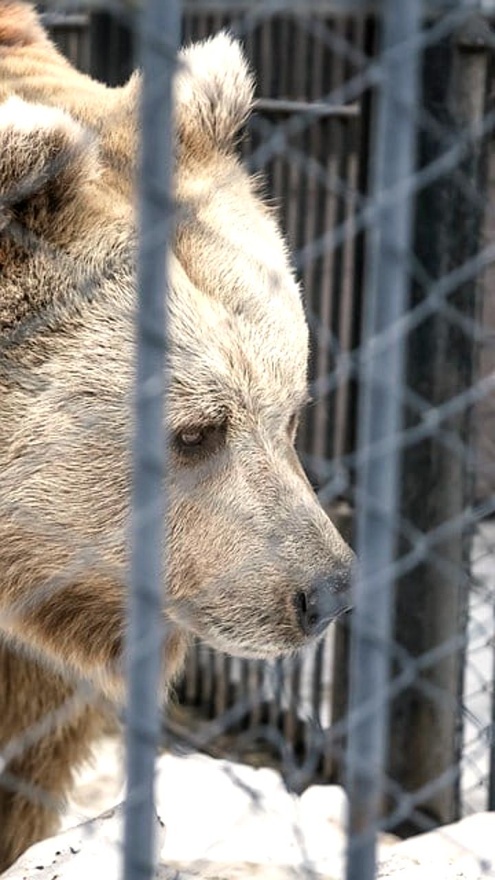 В Красноярском крае увеличен лимит на отстрел медведей до 4616 особей