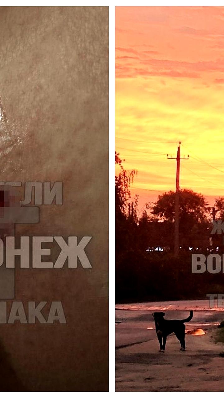 В Троицке расследуют случаи нападения собак и гибели питомца