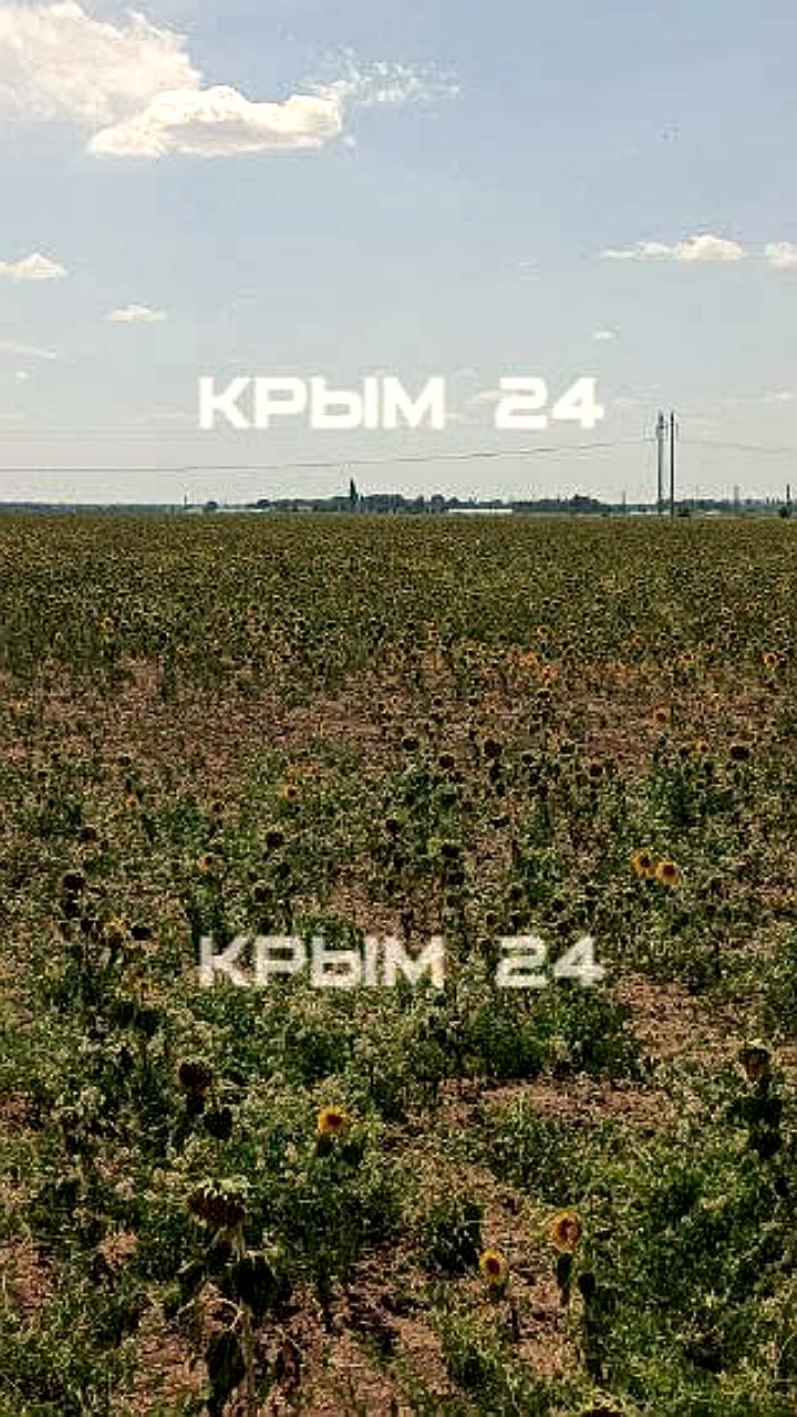 В Крыму ожидается сбор рекордных 1027 тонн меда в 2023 году