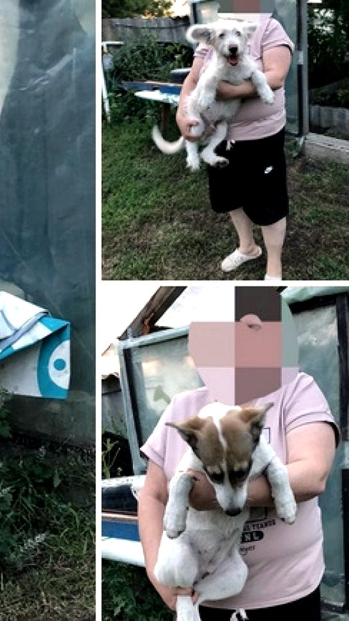 Жители Поронайска провели спасательную операцию для трех собак из затопленного отстойника