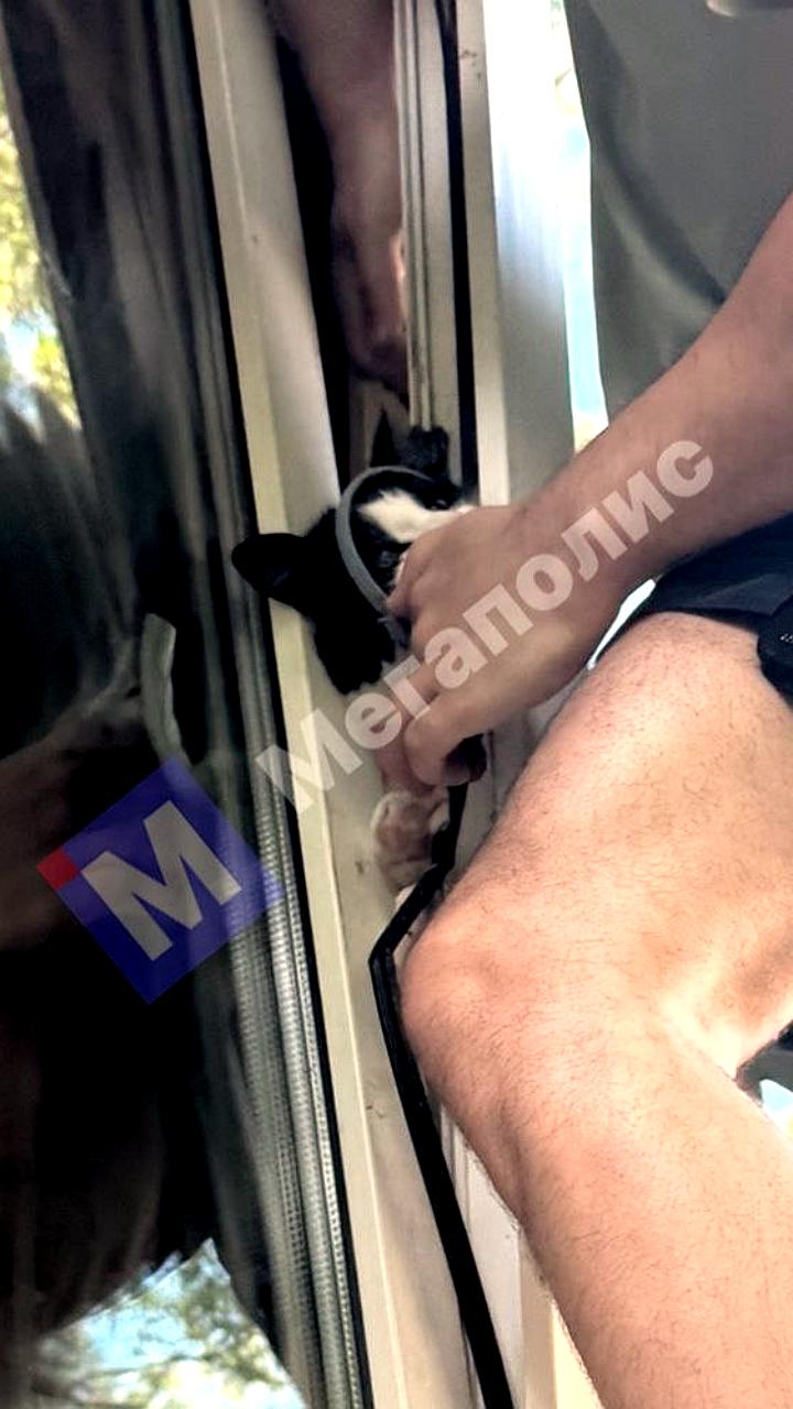 Петербуржцы и волонтёры спасают домашних котов из сложных ситуаций