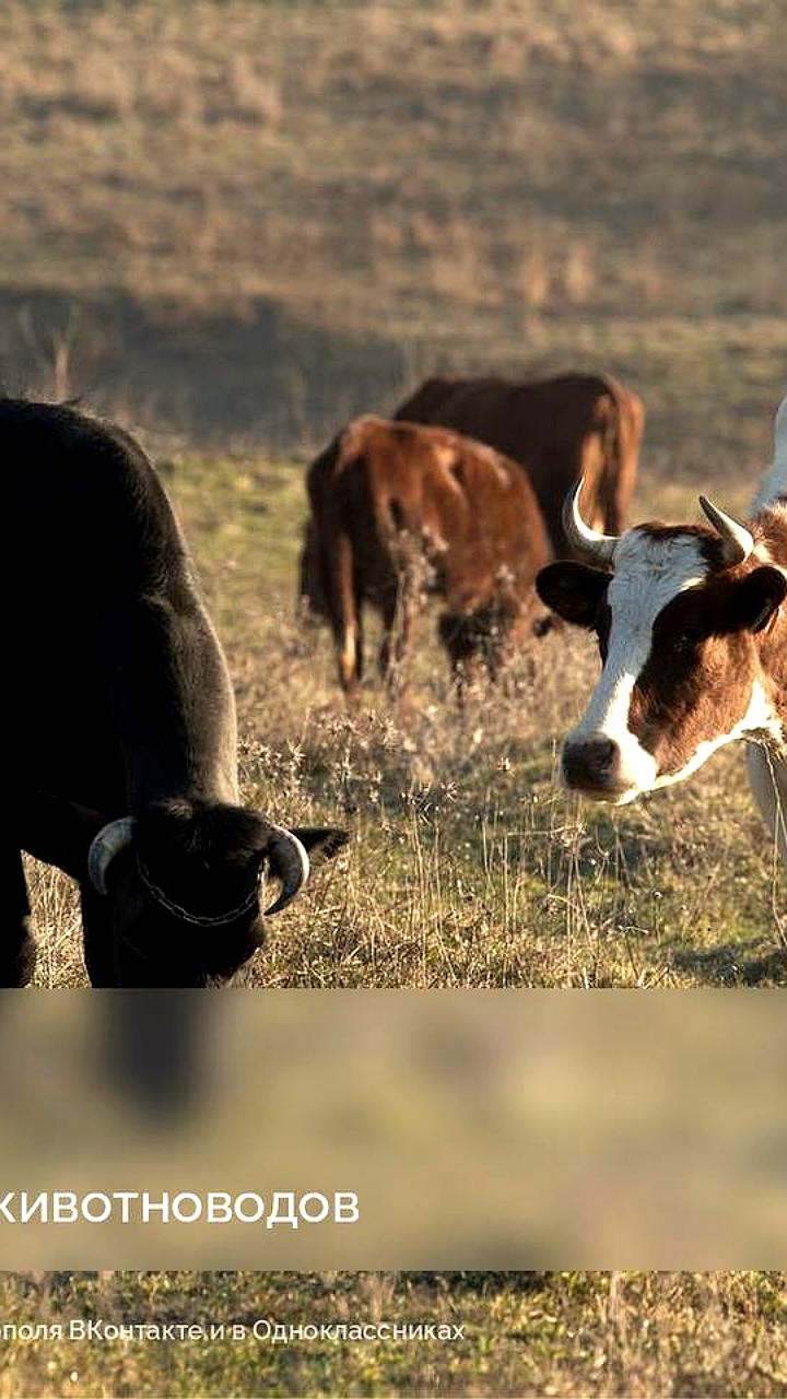 Северная Осетия получает гранты для участников спецоперации на агробизнес