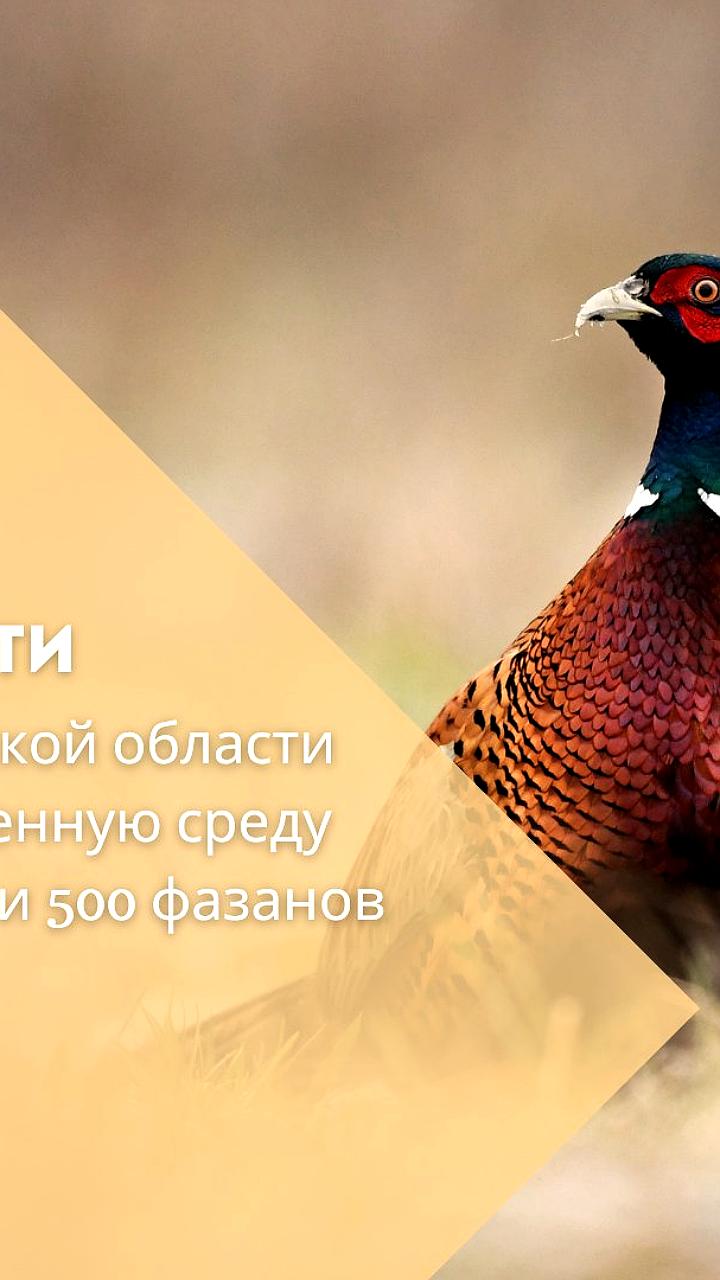 В Пролетарском районе выпустили 500 фазанов для увеличения охотничьих ресурсов