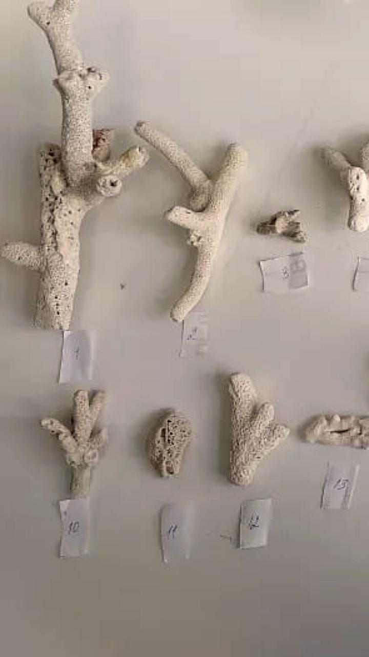 В Барнауле туристка задержана за попытку ввоза запрещенных кораллов из Вьетнама