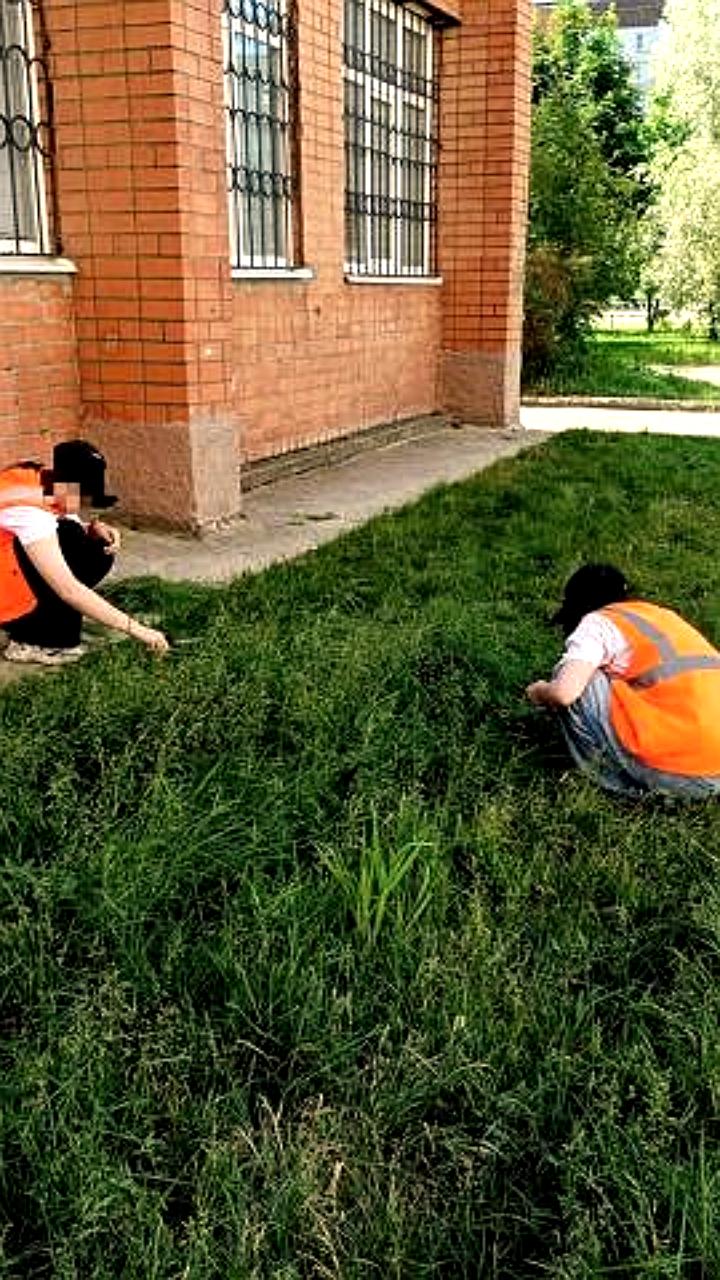 В Тутаеве школьников заставили стричь газон ножницами в рамках летнего трудоустройства