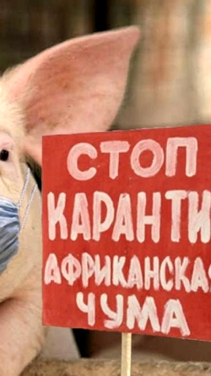 Эстония предлагает переработку диких кабанов в консервы для армии и Украины