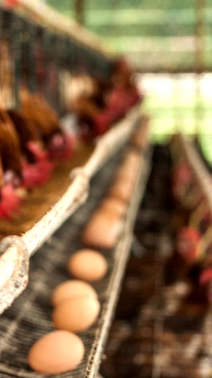 Дагестан увеличивает производство животноводческой продукции в первой половине 2025 года