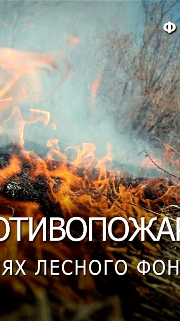 В Карелии продлили ограничения на пребывание в лесах до 5 августа из-за пожароопасной ситуации