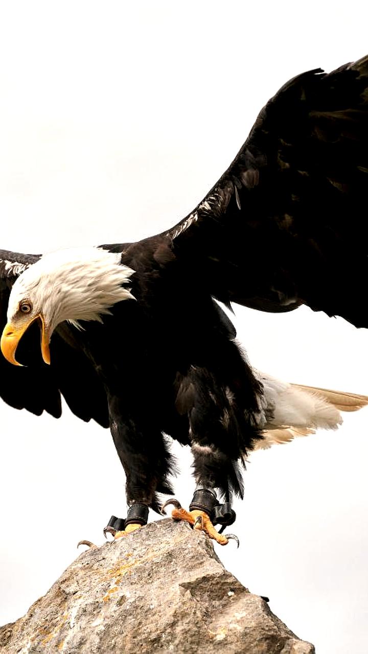 Совместные армяно-американские учения «EAGLE PARTNER 2025» стартуют в Армении