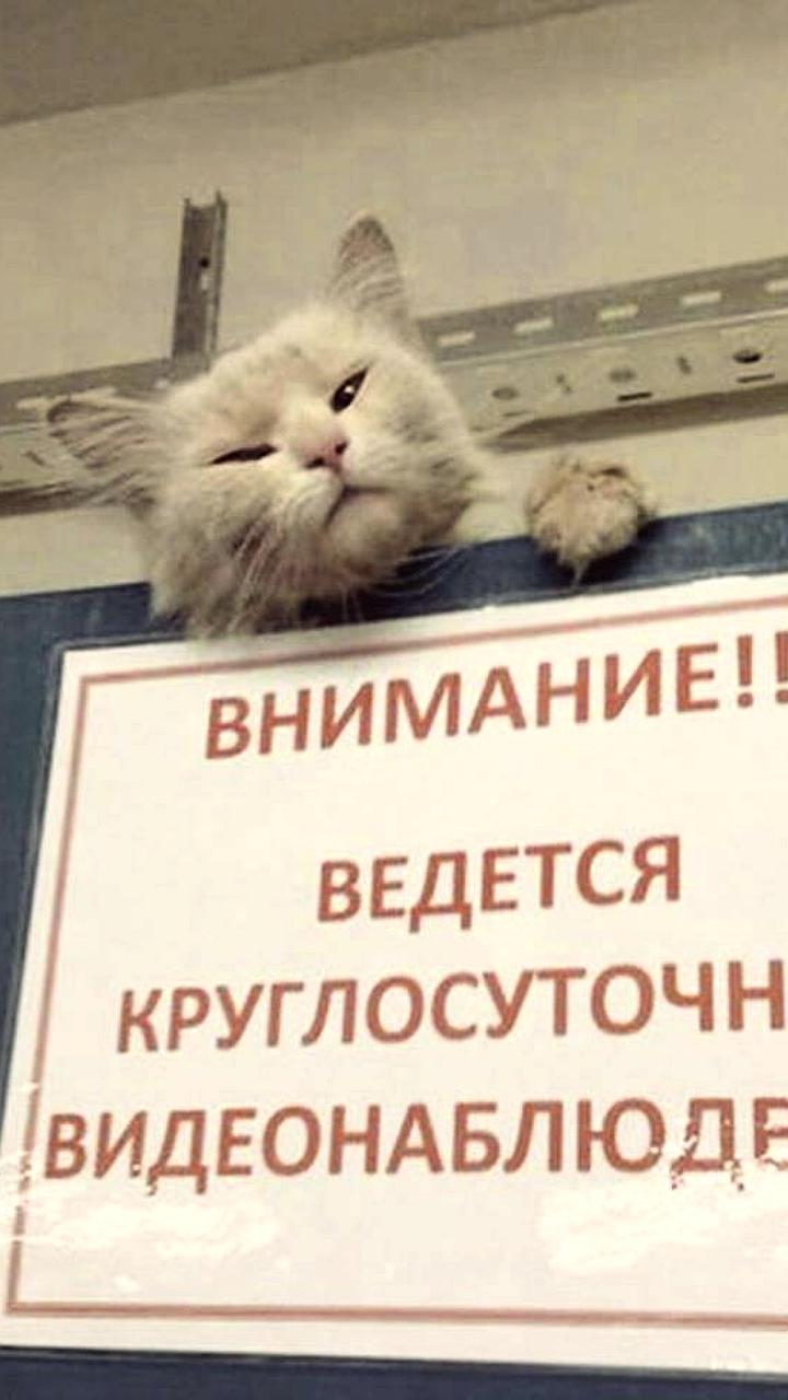 Исследование SuperJob: 60% российских компаний используют видеонаблюдение, 21% сотрудников в Челябинске против