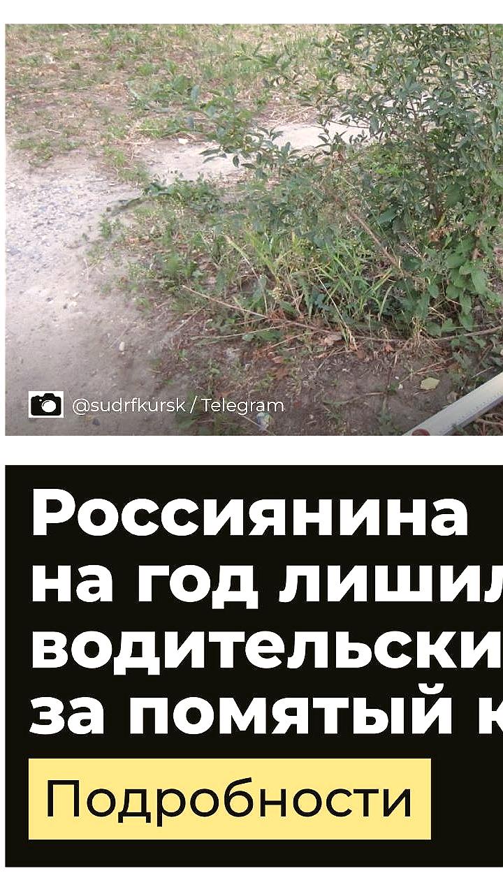 В Курске водитель лишился прав за наезд на кусты