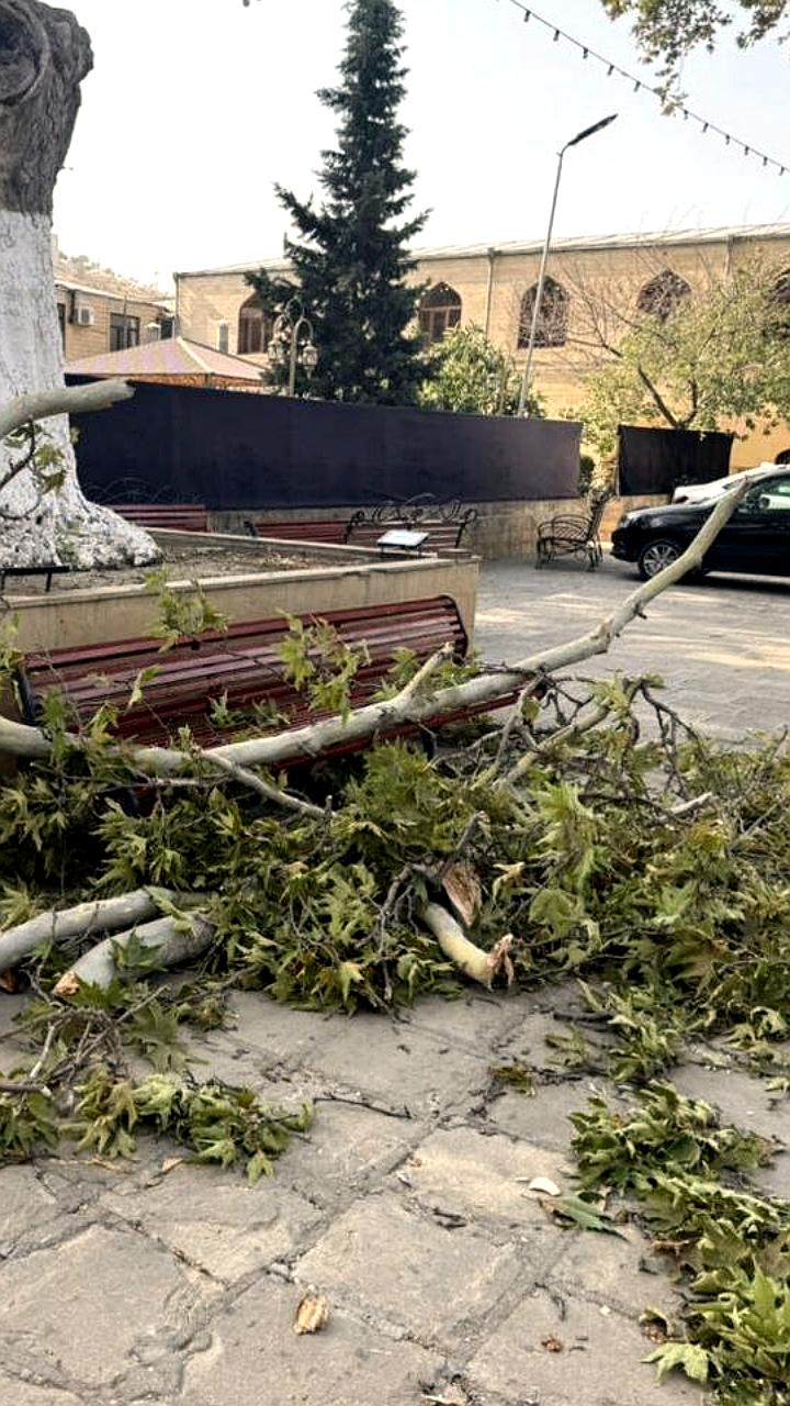 Несчастный случай в Дербенте: дерево упало на туристок, одна погибла