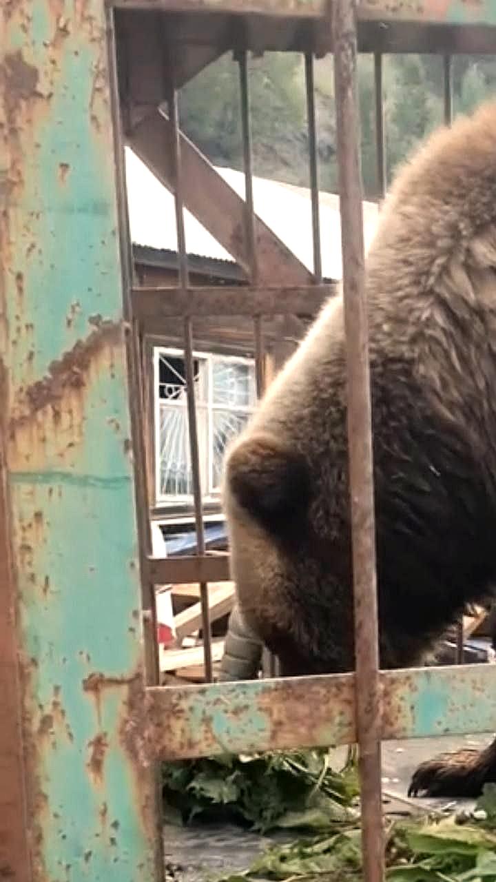 Спасение медведицы Маши из заброшенного зоопарка в Листвянке