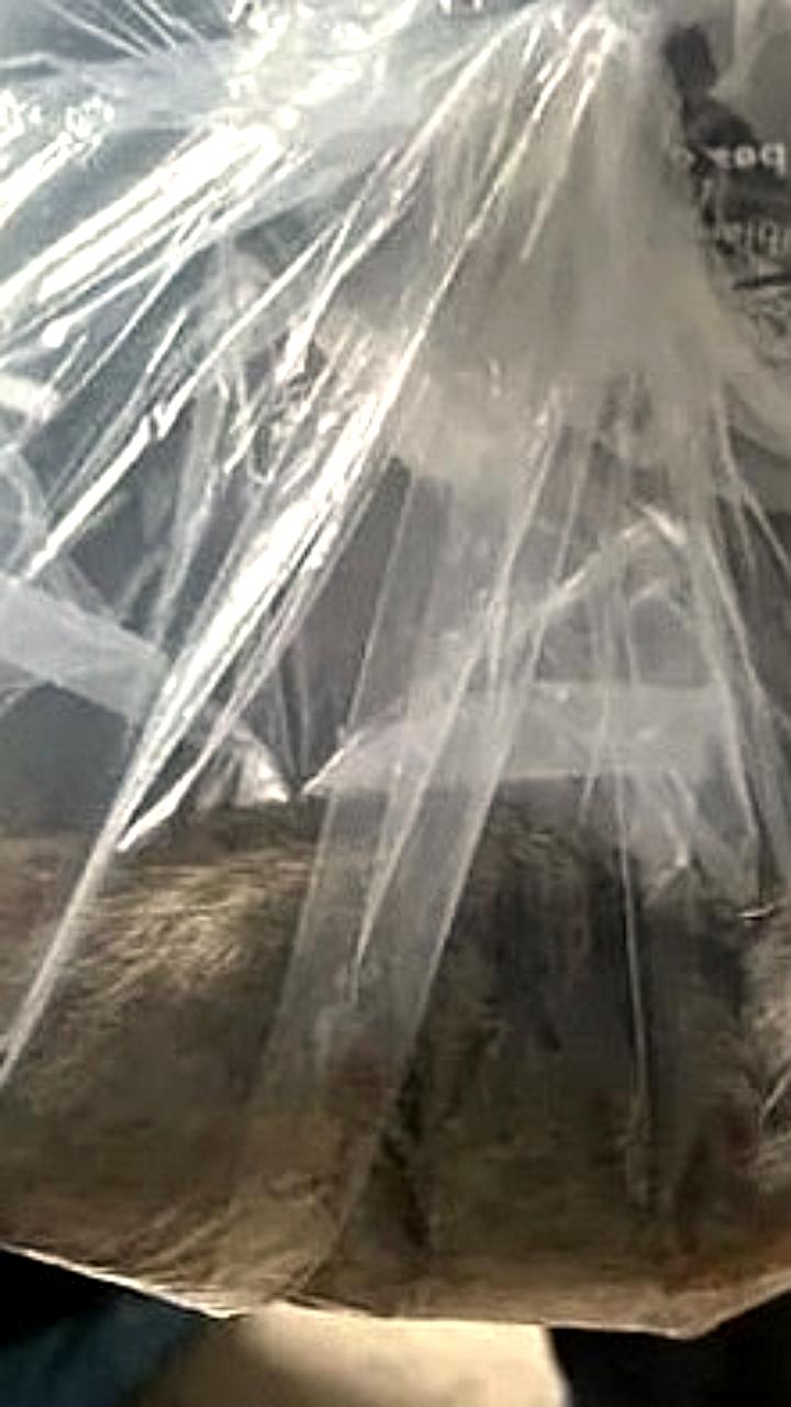 В Северном Йоркшире поймали самую большую крысу в Великобритании длиной 55,8 см